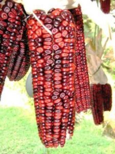 All About ‘Bloody Butcher’ Corn, Part 2: Harvesting, Drying, Shelling, and Grinding Image